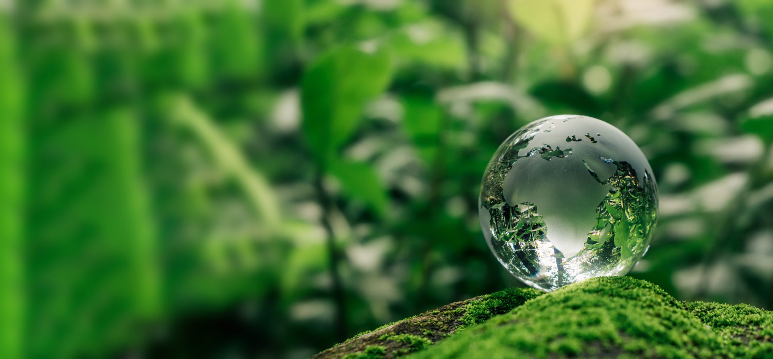 Sfera di cristallo che riflette la vegetazione, appoggiata sul muschio