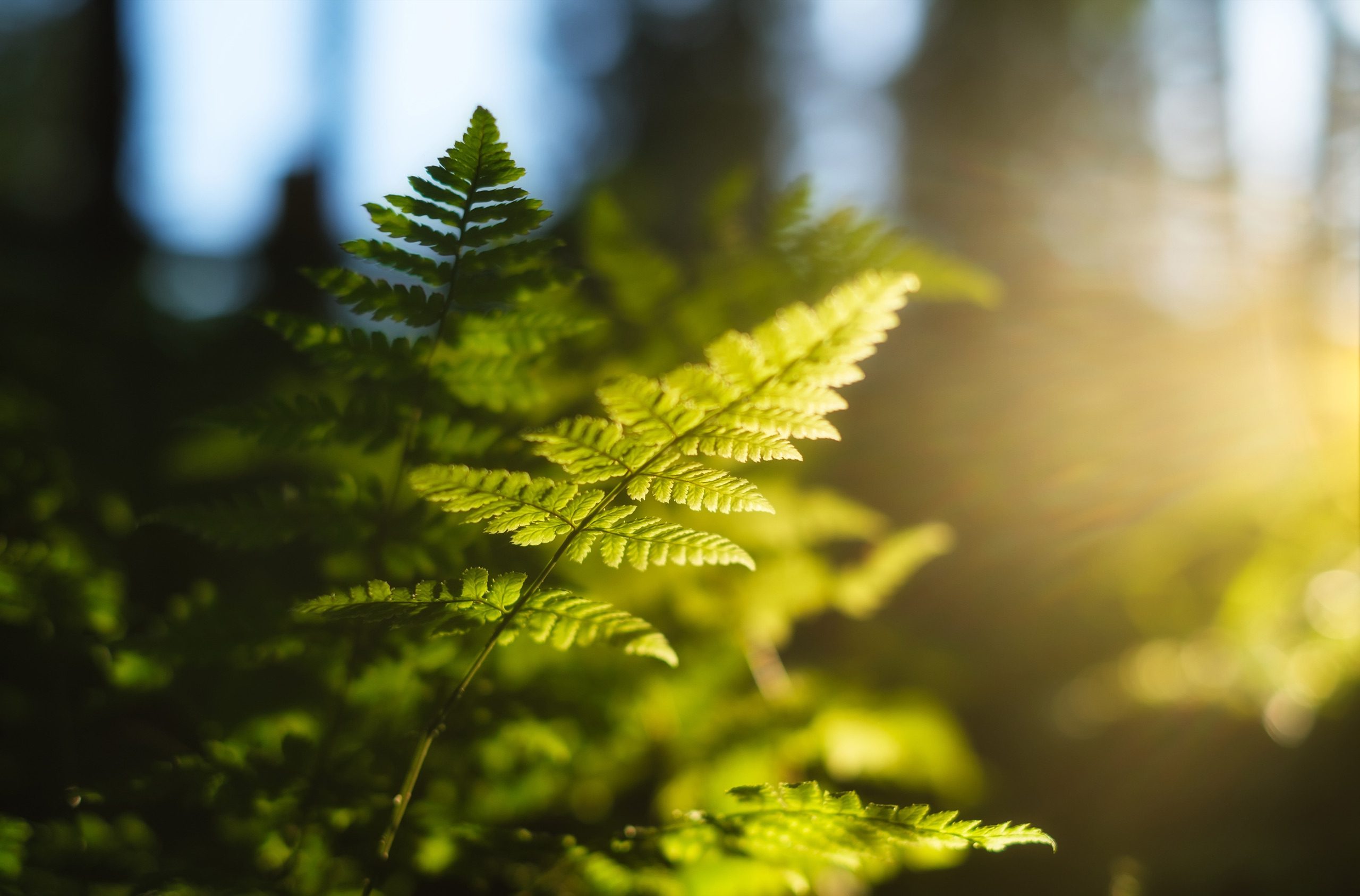 Foglia di felce controluce in un bosco